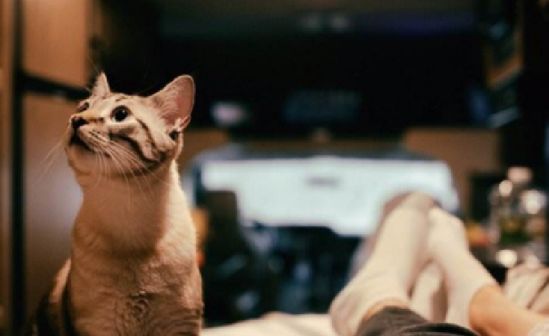 帶著寵物去旅行(一)前期準備 帶著寵物去旅行(一)前期準備